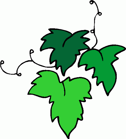 490x540 Ivy Clipart Leafy Vine