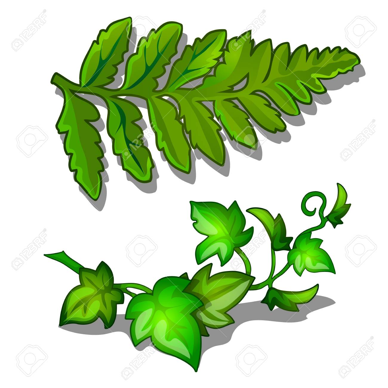 1300x1300 Leaves Of Fern And Vine Plant Isolated On White Background. Vector