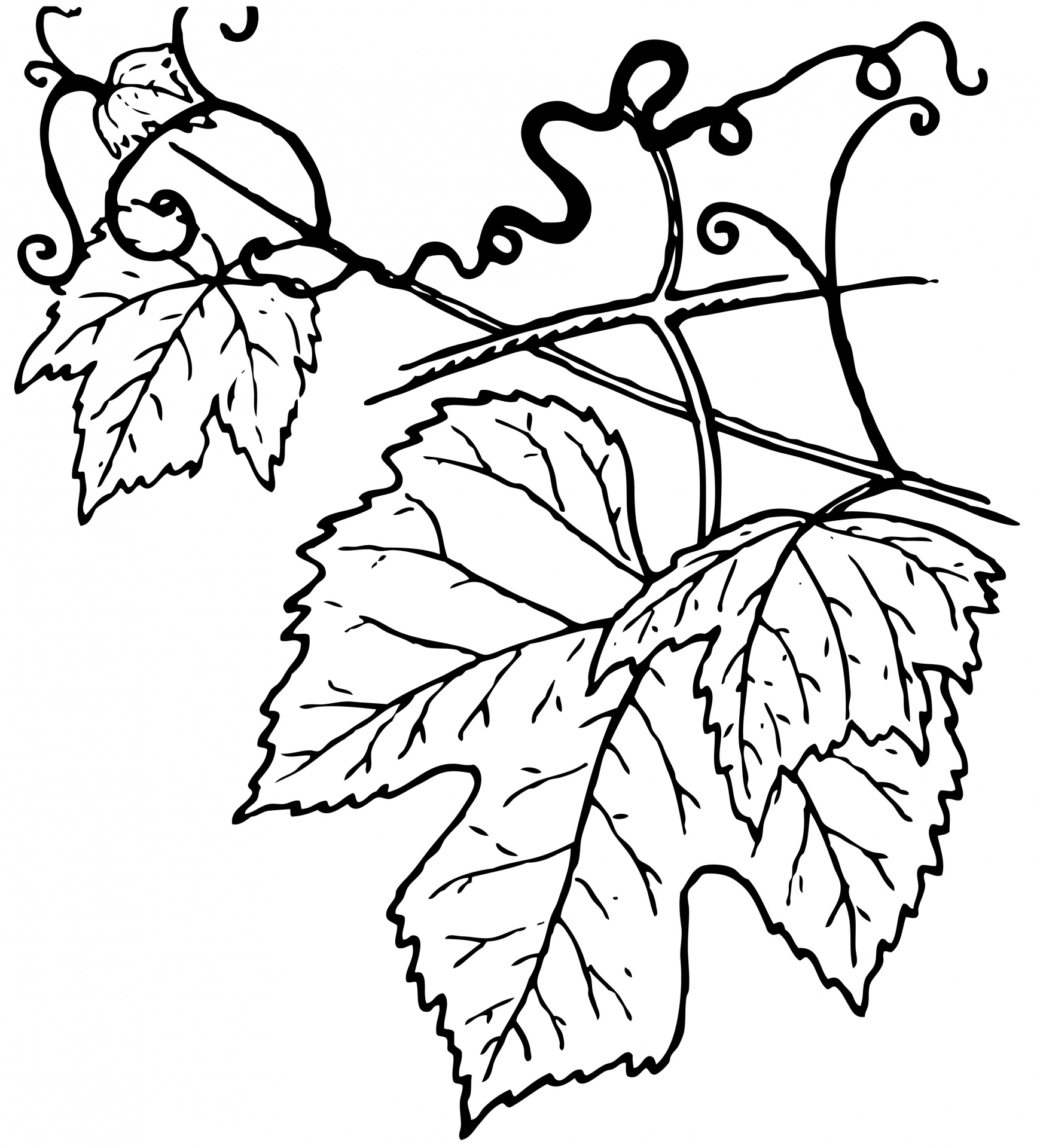 1734x1920 Vine Leaves Illustration Clipart Free Stock Photo