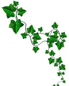 236x295 Vine With Maple Like Leaves Drawing