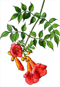 241x350 Free Trumpet Vine Clipart