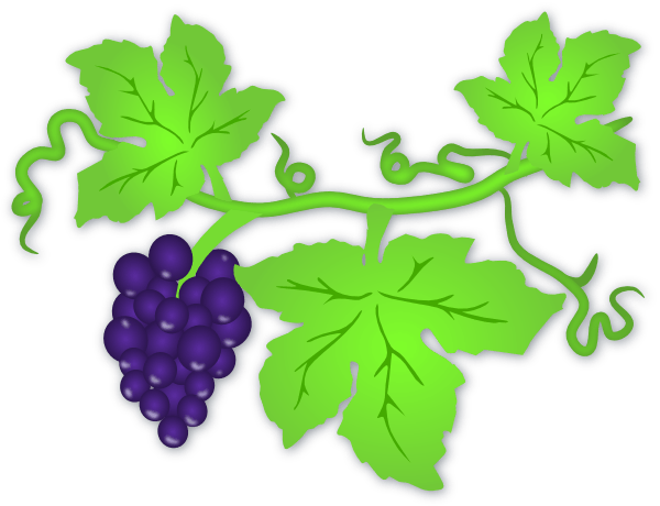 600x460 Vine Cliparts Transparent
