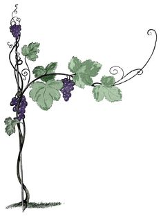 236x312 Black And White Vine Clip Art Grapevine Clip Art