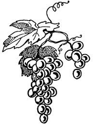 193x261 Vine And Berries Clip Art Free Vector For Free Download About (3