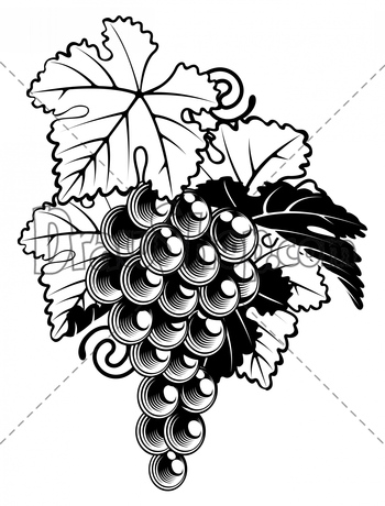 350x460 Vineyard 20clipart Clipart Panda