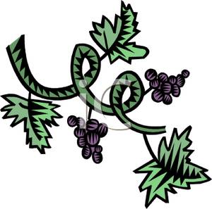 300x297 Vineyard Clipart Grape Plant
