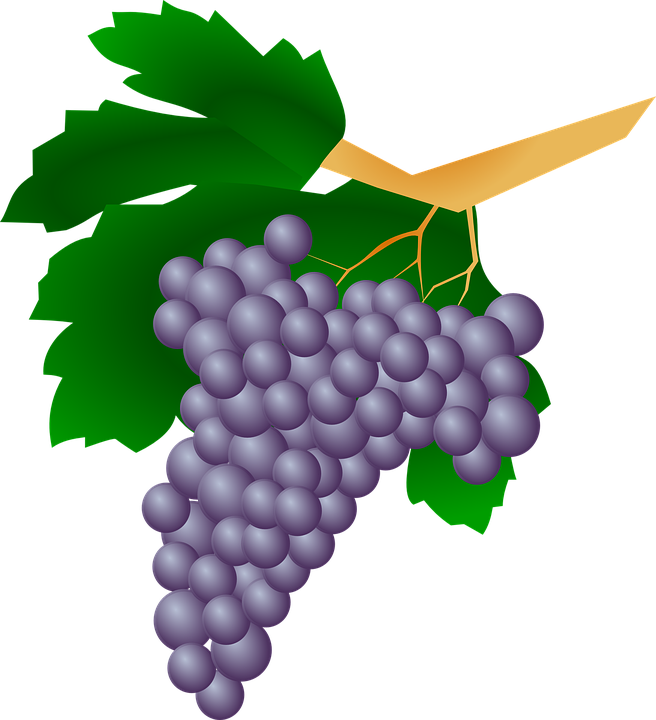 656x720 Vineyard Clipart Red Grape