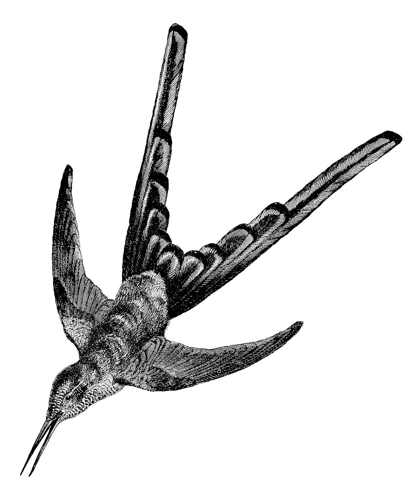 1347x1600 Antique Images Bird Clip Art Vintage Animal Graphic Of Bird Fire