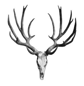 295x300 Antler Clipart Vintage