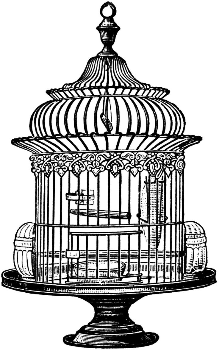 736x1179 112 Best Cage Images Art Journals, Art Print