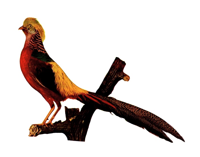 700x551 Pheasant Bird Free Stock Photo Vintage Illustration