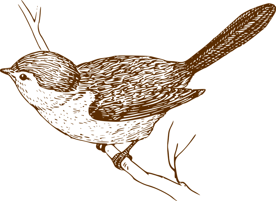 960x701 Songbird Clipart Little Bird
