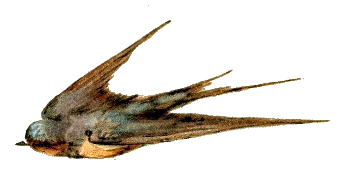 693x353 Swallow Bird Clipart