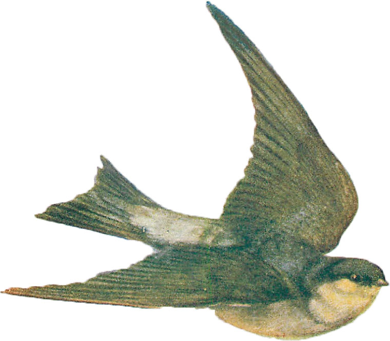 760x666 Vintage Blue Bird Birthday Card And Clipart