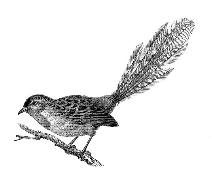 736x631 1687 Best Animals Images Miniature, Cake Decorating