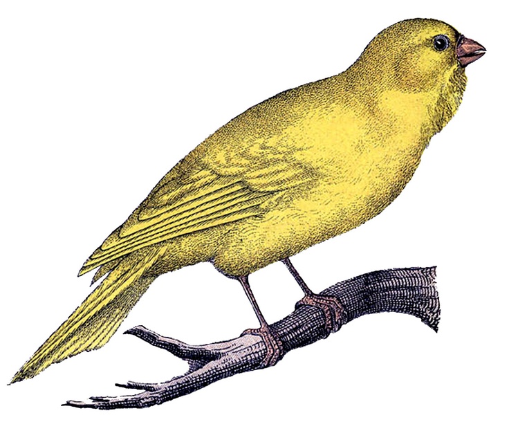 736x610 199 Best Vintage Birds Images Pictures, Batman