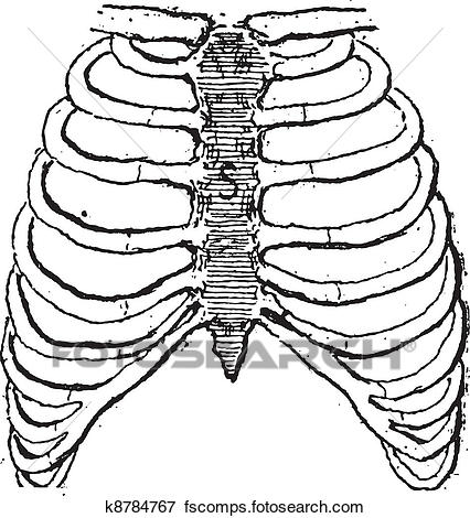 426x470 Clip Art Of Sternum Or Breastbone, Vintage Engraving. K8784767