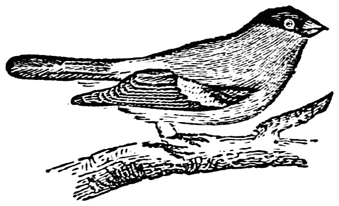 666x405 Free Vintage Birds Clip Art Images Oh So Nifty Vintage Graphics