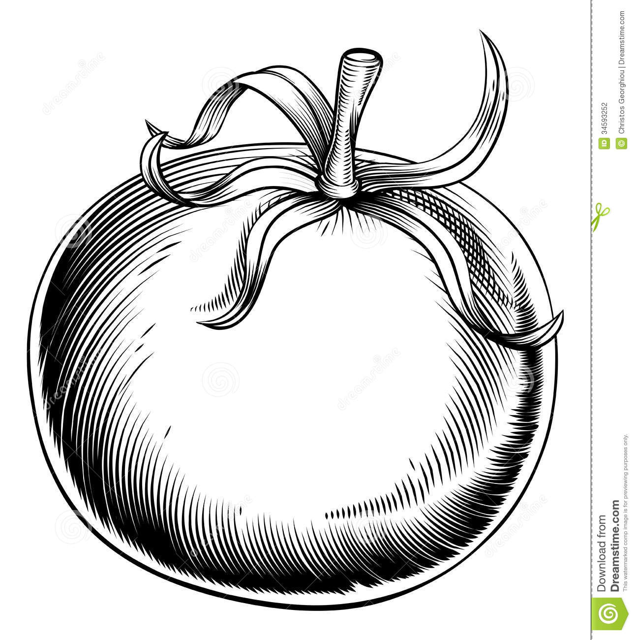1291x1300 Tomato Clipart Vintage