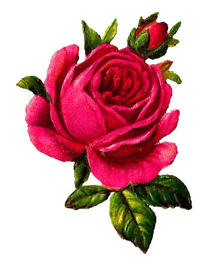 414x534 Pink Rose Clipart Illustrated
