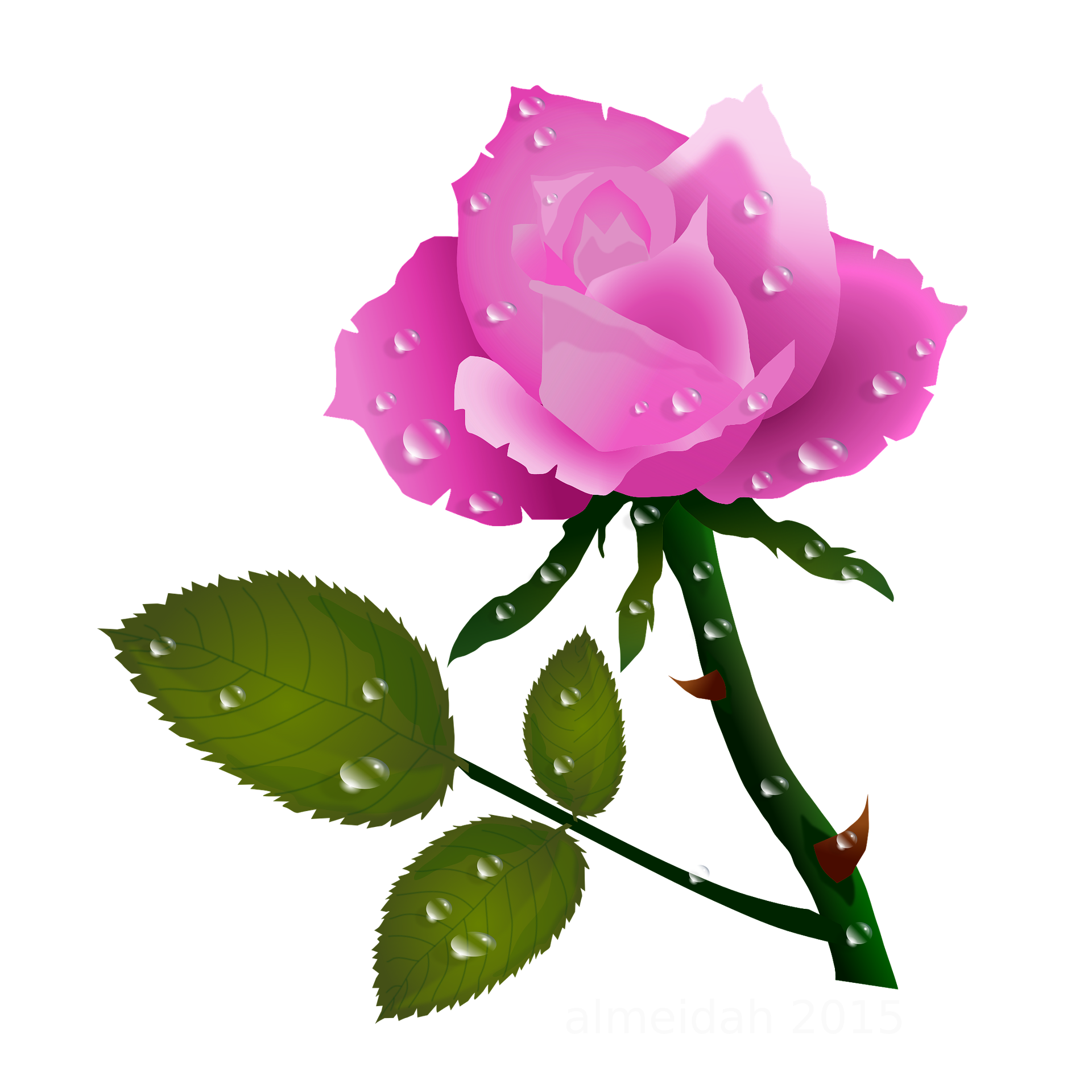 1920x1920 Pink Rose With Water Drops 1920x1920 Clip Art Everyday For Cards