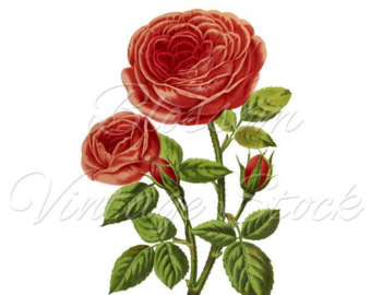 340x270 Rose Clip Art Flower Wall Art Print Clipart Transparent