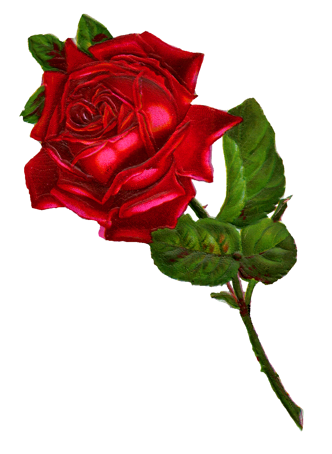 1127x1542 Rose Clipart Vintage Red