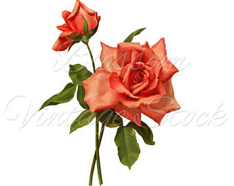 340x270 Digital Rose Clip Art