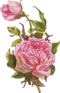 236x364 Cartoon Flowers Clip Art Vintage Red Rose Graphic 3 Rose