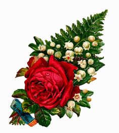 236x264 Large Red Rose Png Image Clipart Red Roses Rose
