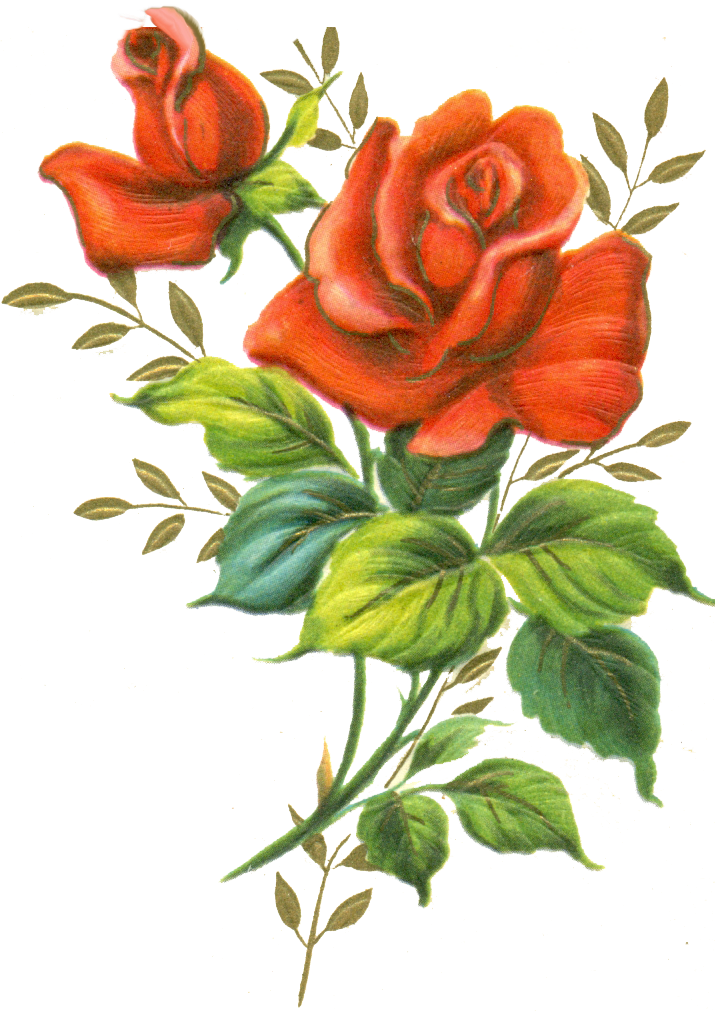 716x1011 Red Rose Png By On @ Roses