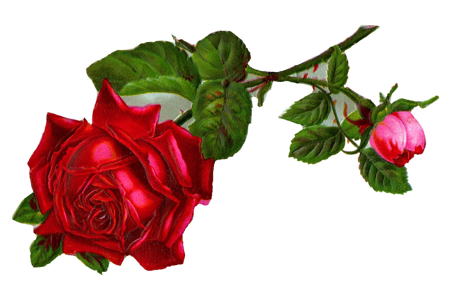 1600x1016 Rose Clipart Vintage Red