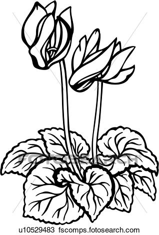 318x470 Clipart Of , Flower, Ornaments, Violet, Varieties, U10529483