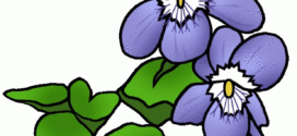 272x125 African Violet Clip Art