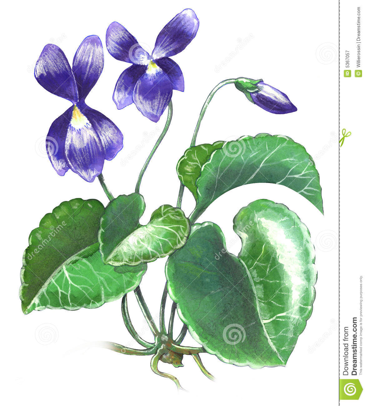 1175x1300 Violet Flower Clip Art