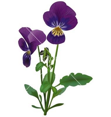 380x400 64 Best Violet Flower Images Flower, Beautiful