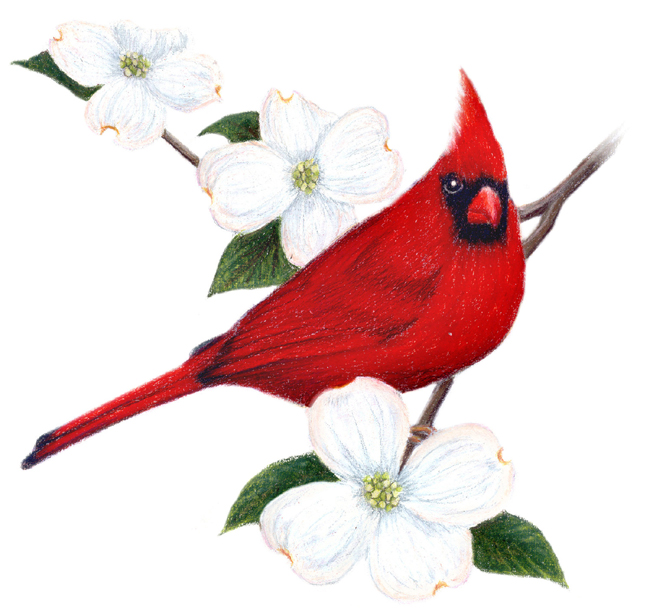 650x614 Virginia Cardinal Cliparts 272193