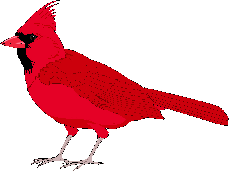 800x600 Virginia Cardinal Cliparts Many Interesting Cliparts