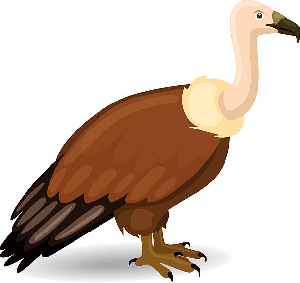 612x577 Vulture Clipart Brown