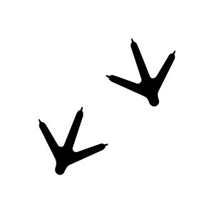 300x300 Footprint Clipart Bird