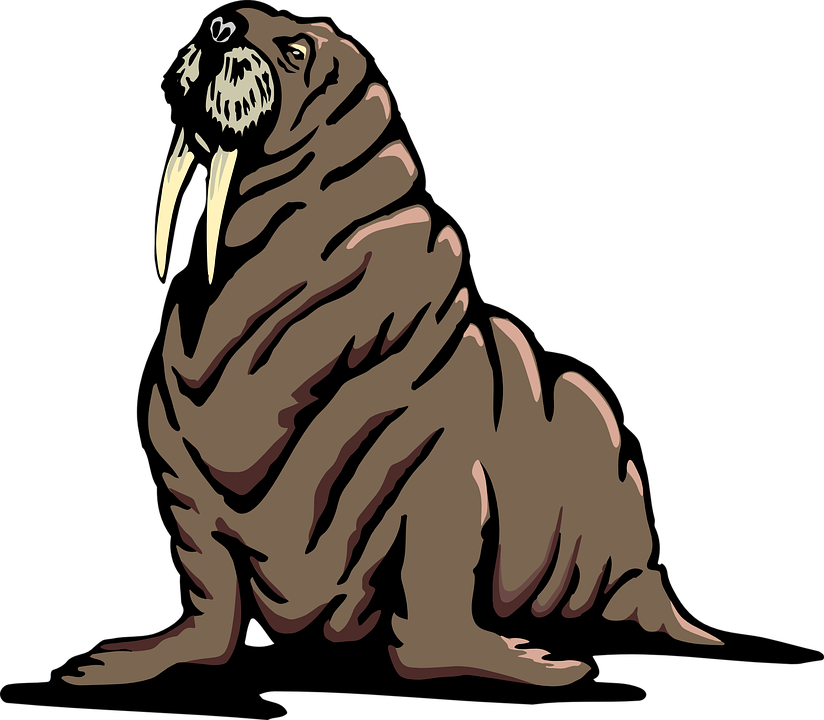 824x720 Drawn Walrus Transparent