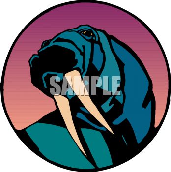 348x350 Picture Of A Cartoon Walrus On A Purple Background In A Vector