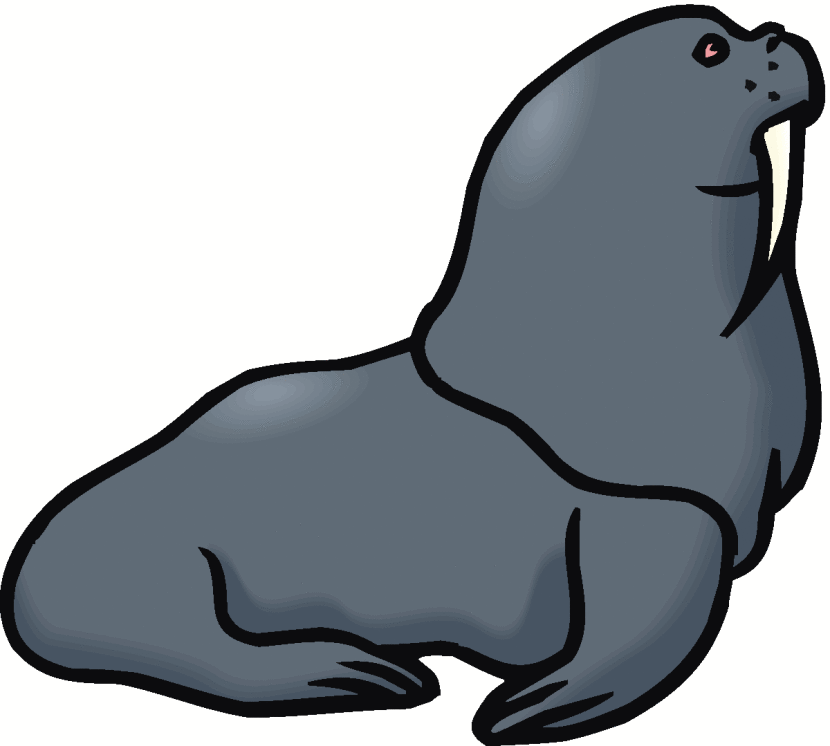 830x746 Top 78 Walrus Clip Art