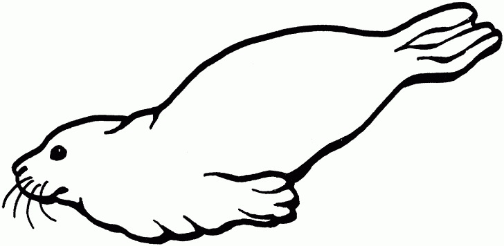 728x356 Walrus Coloring Pages Cliprt Libraryrts Related To Free