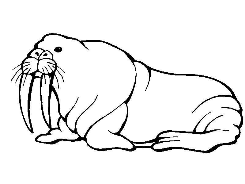 800x600 Walrus Pictures