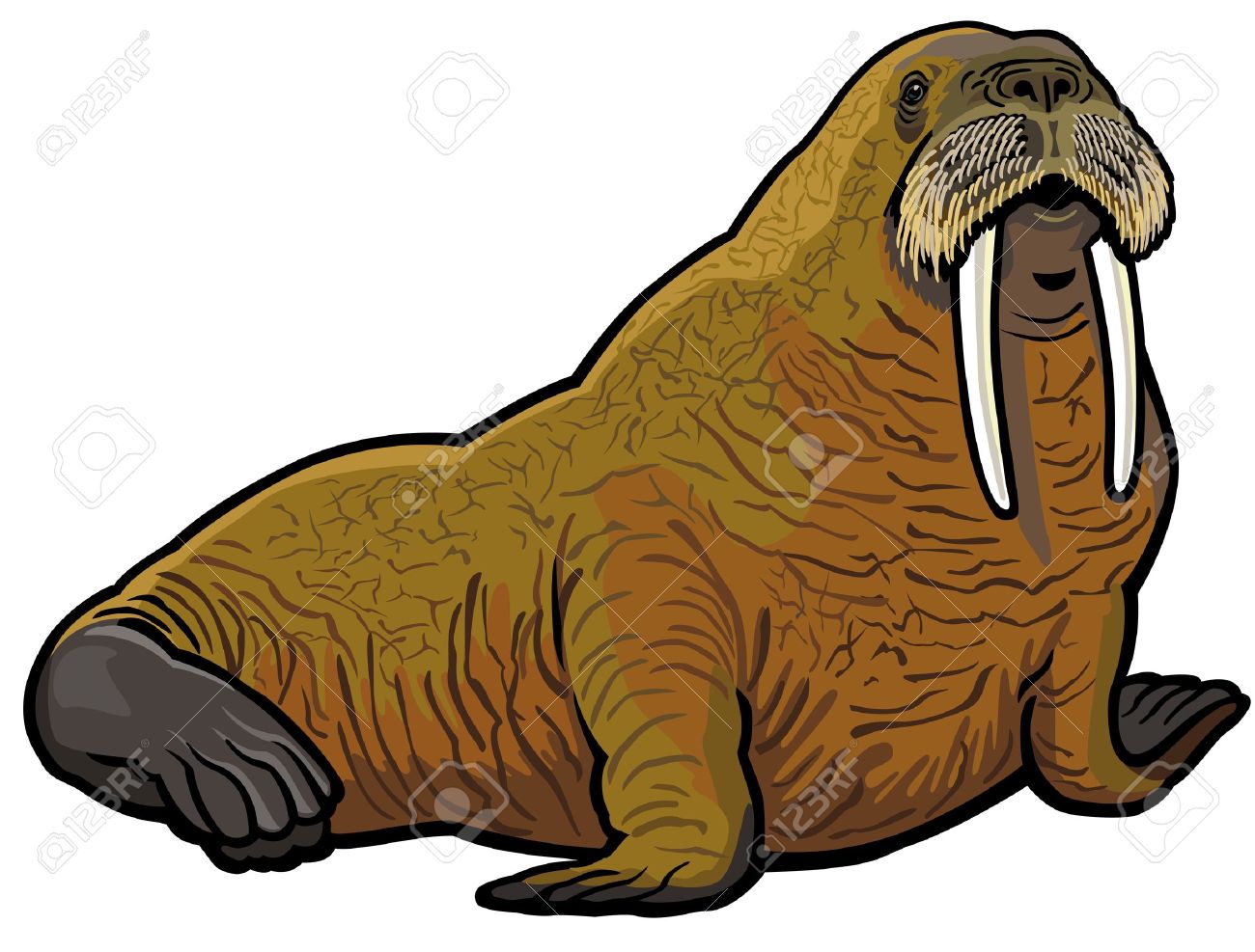 1300x987 Walrus Clip Art