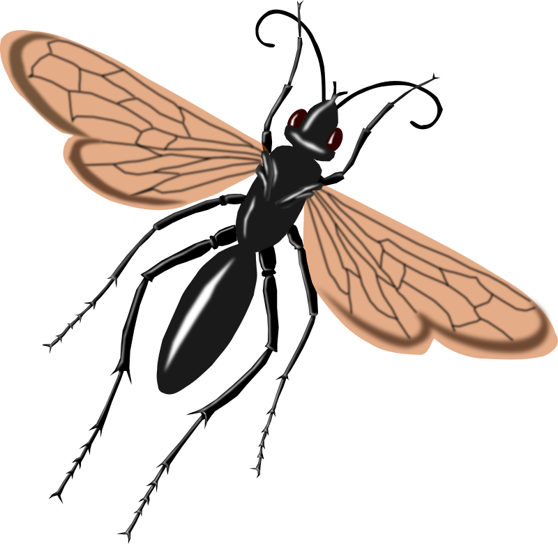 800x780 Free Tarantula Hawk Wasp Clip Art