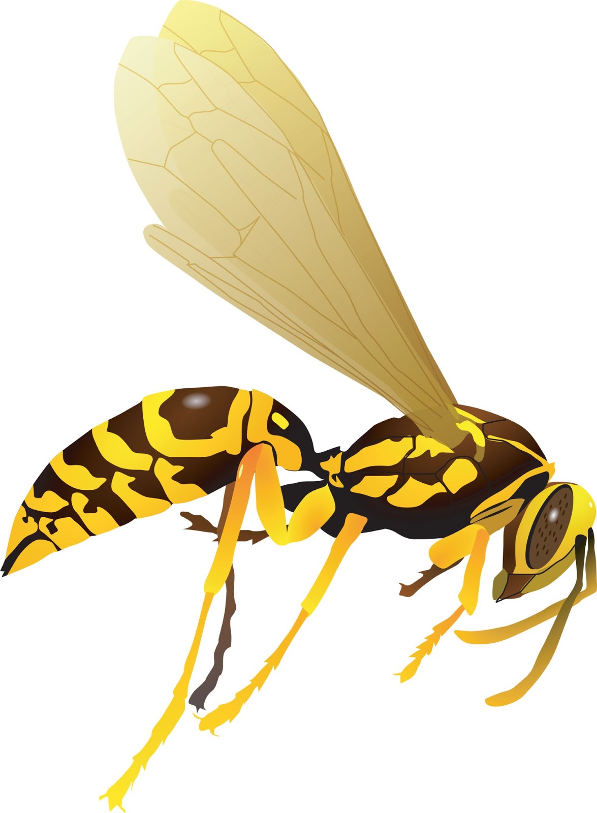 1175x1600 Wasp Clip Art Free Clipart Panda