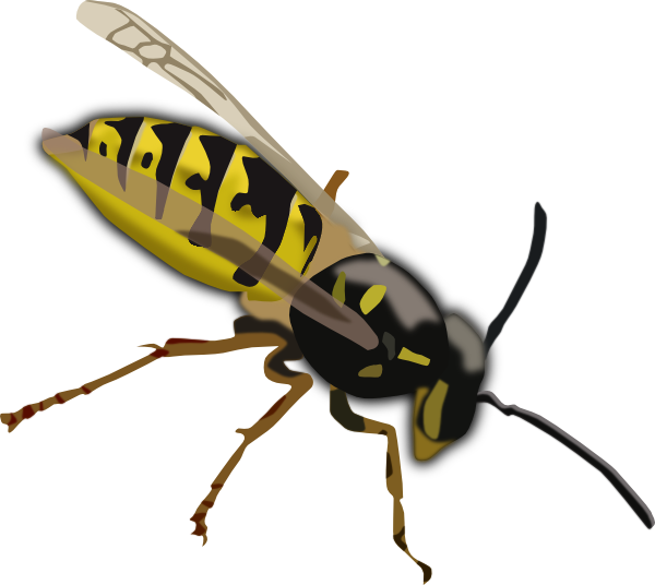 600x536 Wasp Clip Art