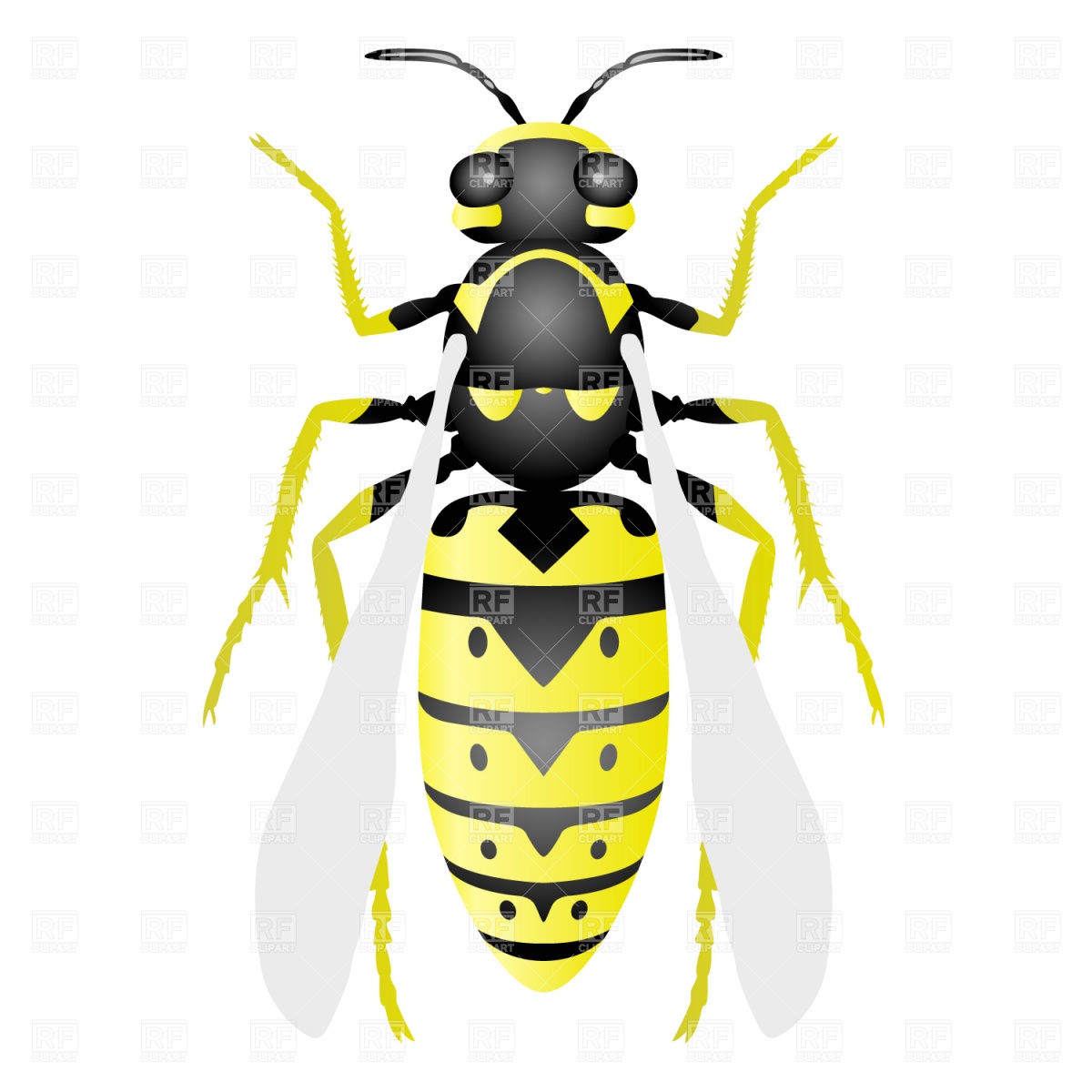 1200x1200 Wasp Royalty Free Vector Clip Art Image